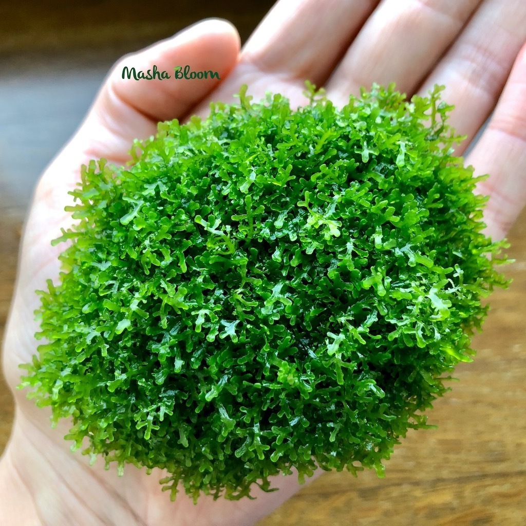 РИККАРДИЯ ХАМЕДРИФОЛИЯ на лаве