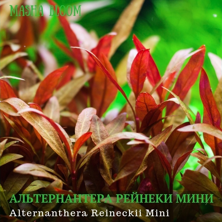 АЛЬТЕРНАНТЕРА РЕЙНЕКИ МИНИ