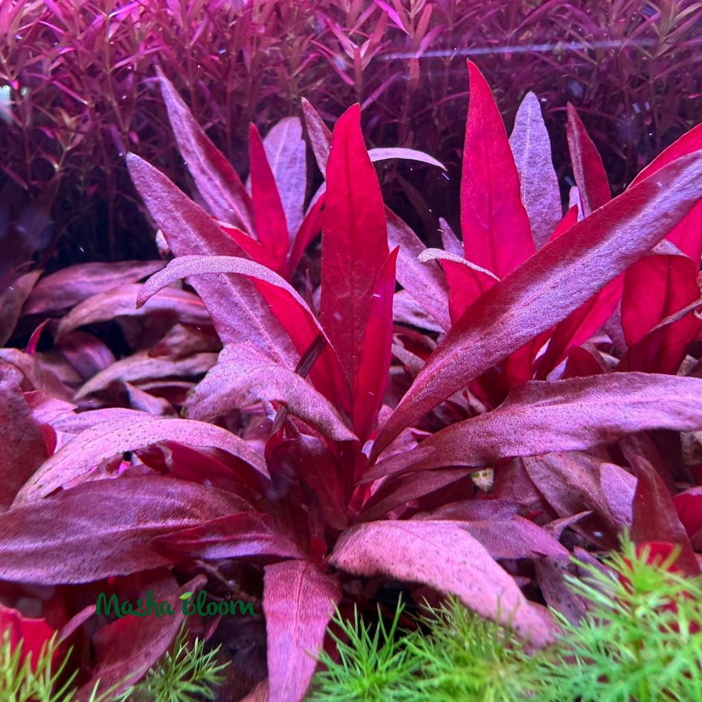 Альтернантера рейнеки мини (Alternanthera reineckii mini)