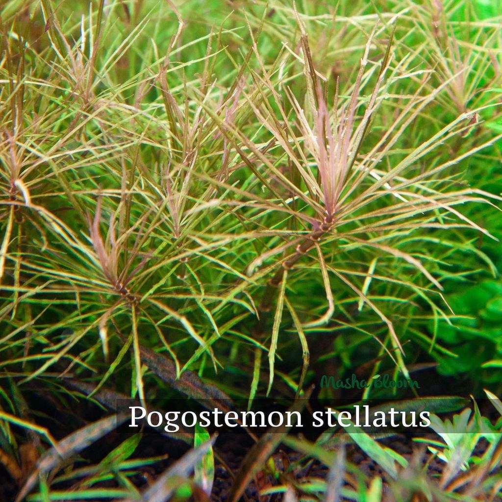 ПОГОСТЕМОН СТЕЛЛАТУС