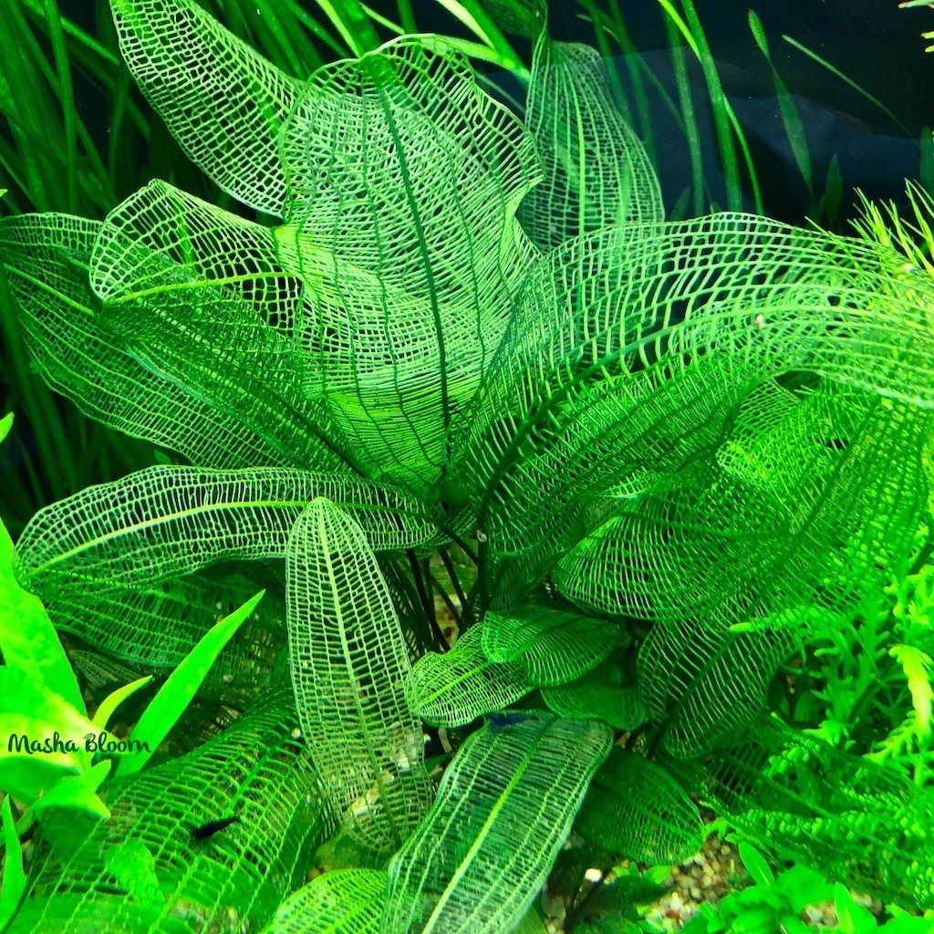 АПОНОГЕТОН МАДАГАСКАРСКИЙ