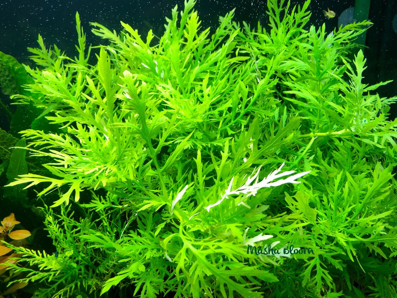 ГИГРОФИЛА СИНЕМА (Hygrophila difformis)