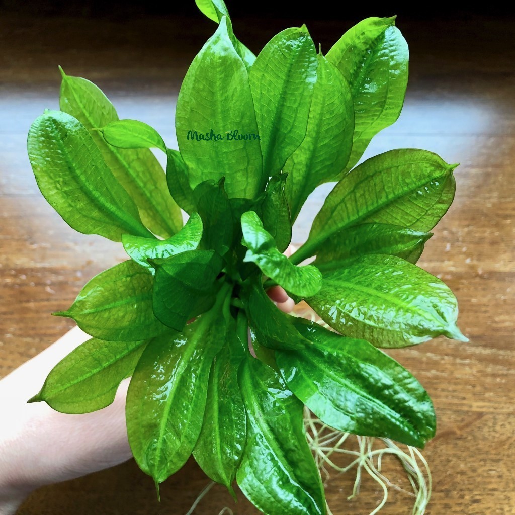 ЭХИНОДОРУС ПАРВИФЛОРУС ТРОПИКА