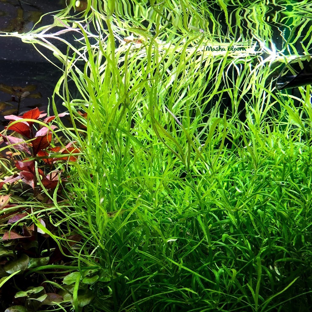 ПОГОСТЕМОН ОКТОПУС