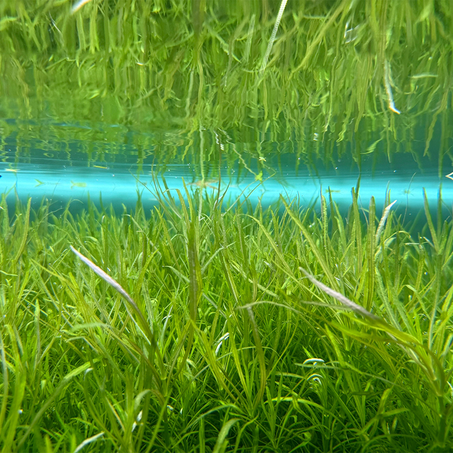 Погостемон октопус (Pogostemon octopus)