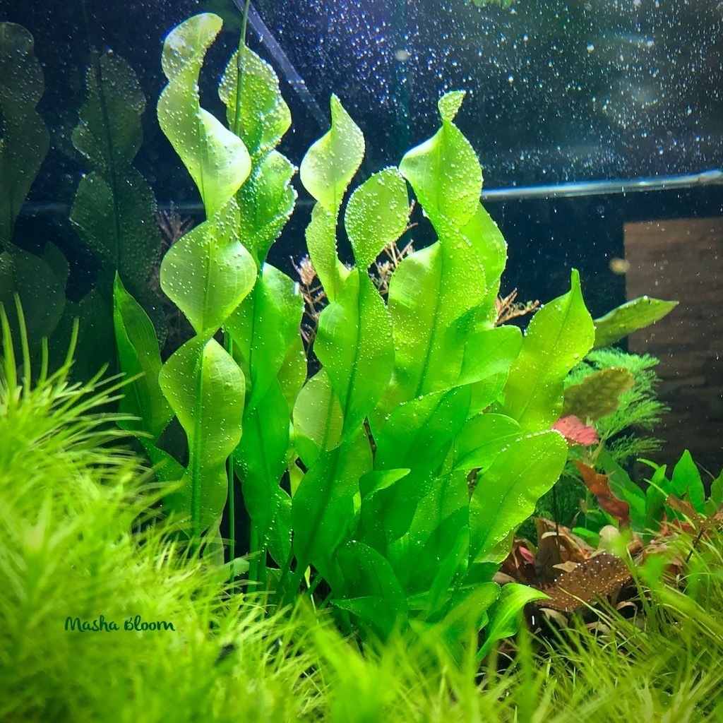 АПОНОГЕТОН УЛЬВОВИДНЫЙ