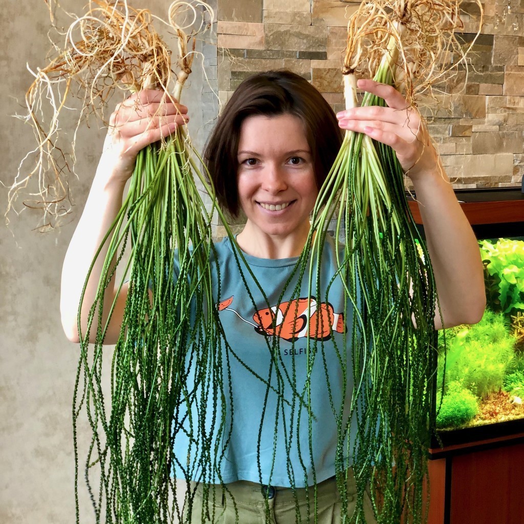 КРИНУМ ВОЛНИСТЫЙ