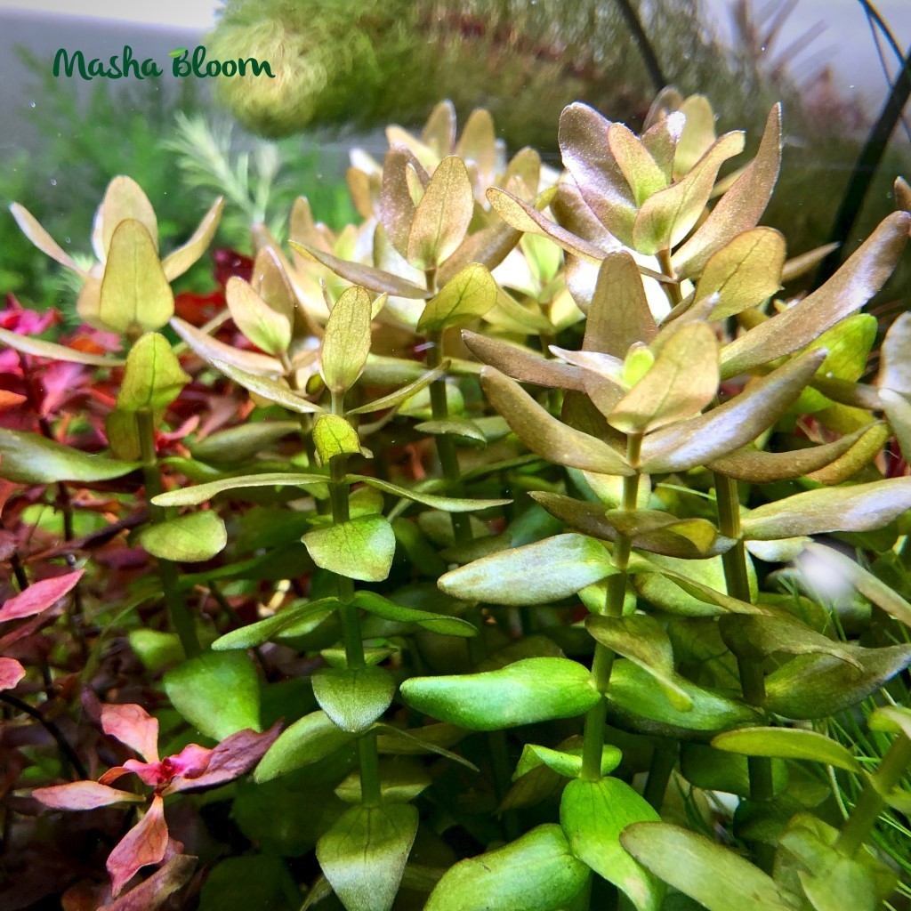 БАКОПА КАРОЛИНСКАЯ