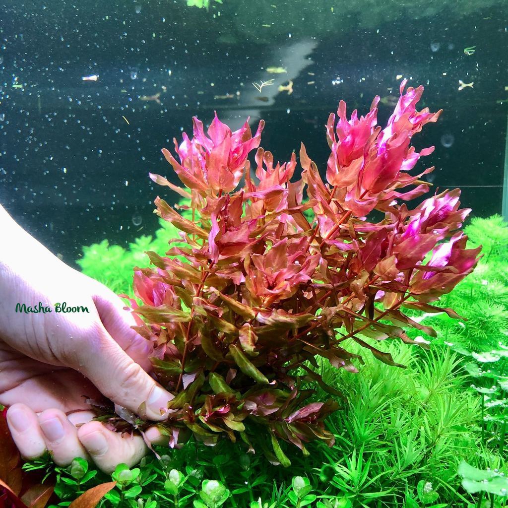 Ротала макрандра красная (Rotala macrandra «Red»)