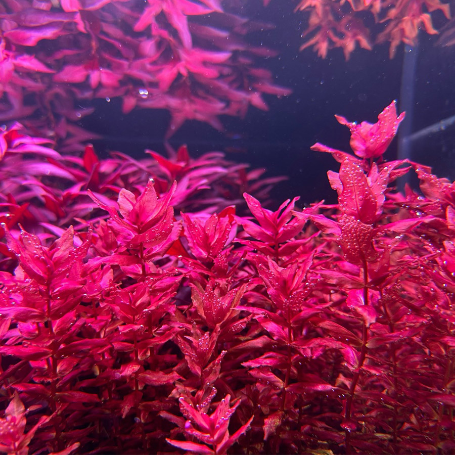Ротала макрандра красная (Rotala macrandra «Red»)