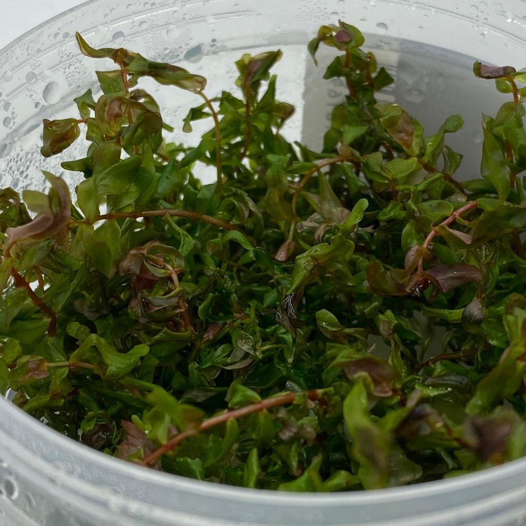 РОТАЛА МАКРАНДРА КРАСНАЯ (Rotala macrandra) меристема