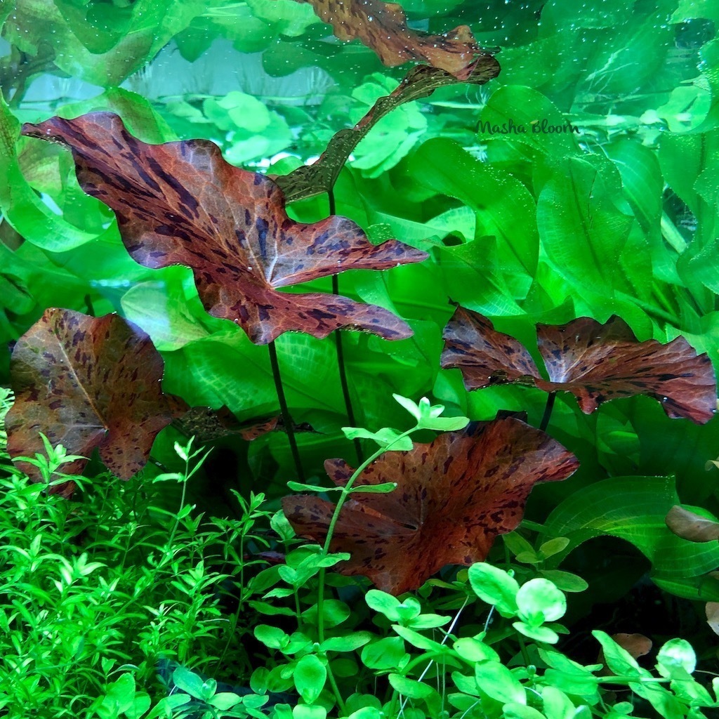 Нимфея тигровая красная / зенкери (Nymphaea lotus red / zenkeri)