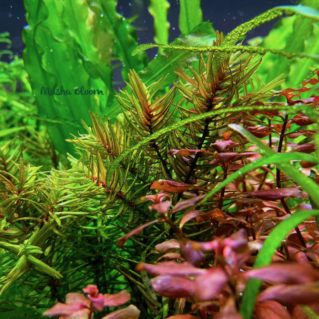 ДИДИПЛИС ДИАНДРА