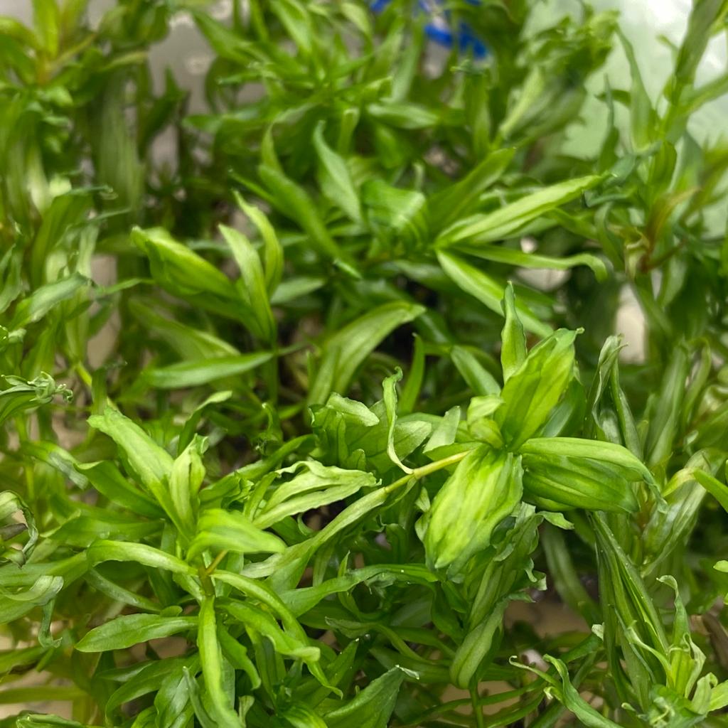 ДИДИПЛИС ДИАНДРА меристема