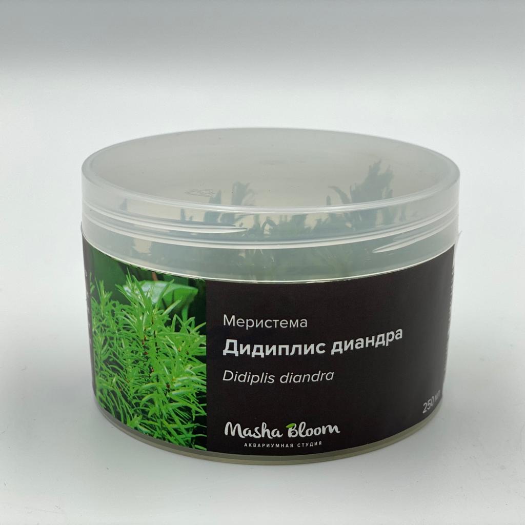 ДИДИПЛИС ДИАНДРА меристема