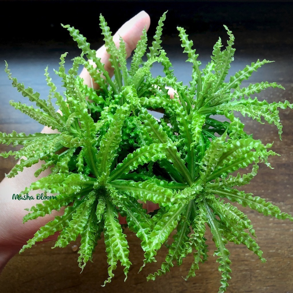 ПОГОСТЕМОН ХЕЛФЕРИ