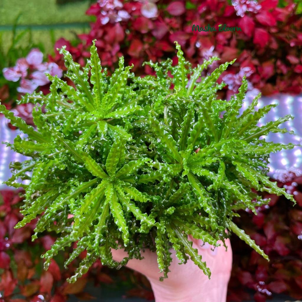 Погостемон хелфери (Pogostemon helferi)