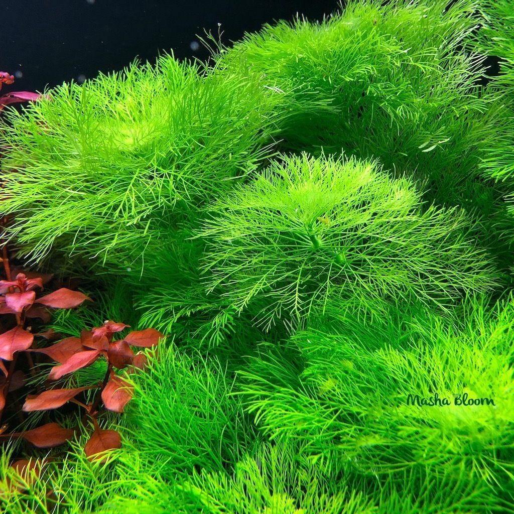 ЛИМНОФИЛА ВОДНАЯ