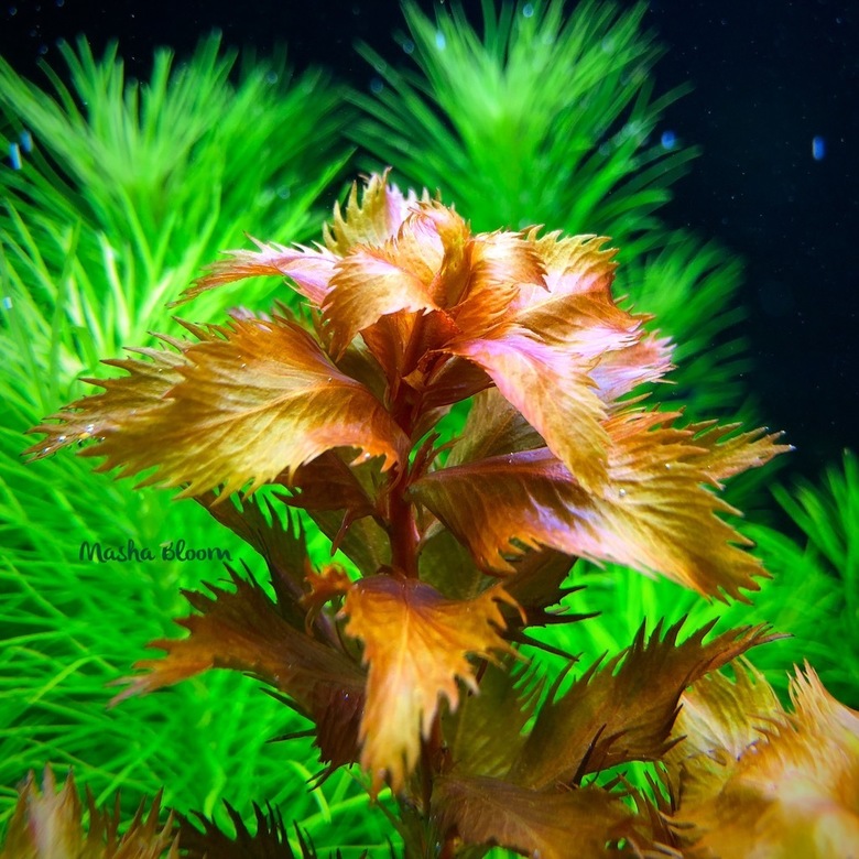 ПРОЗЕРПИНАКА ПАЛЮСТРИС меристема