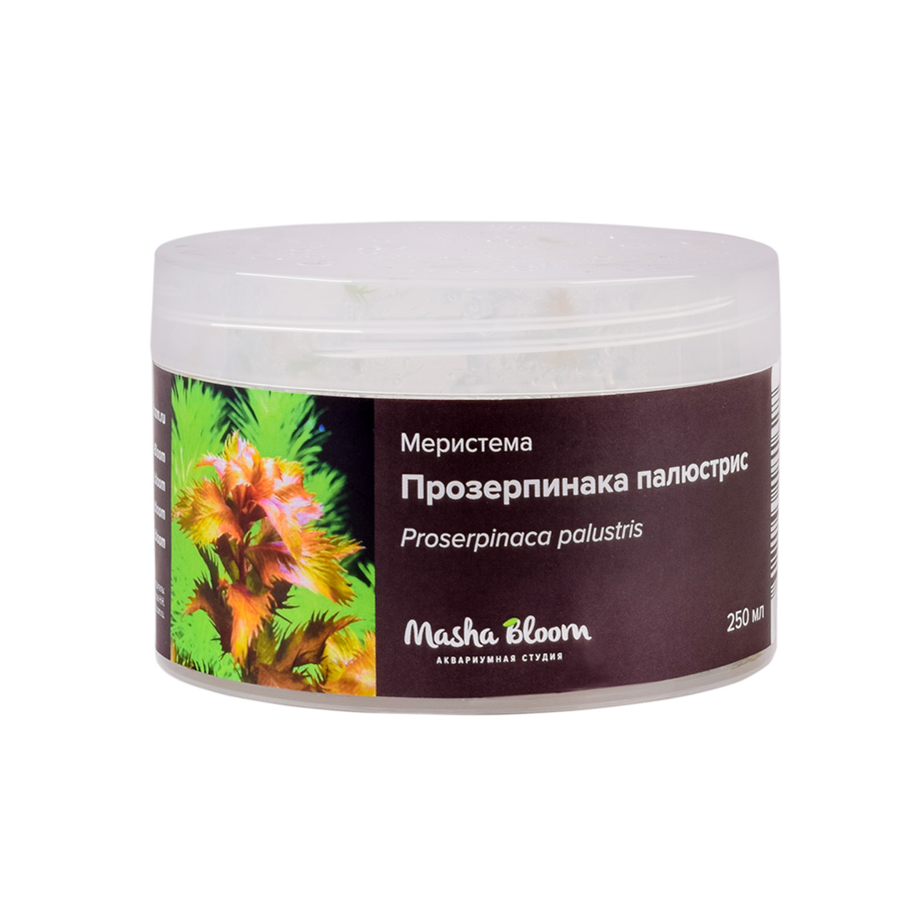 ПРОЗЕРПИНАКА ПАЛЮСТРИС меристема