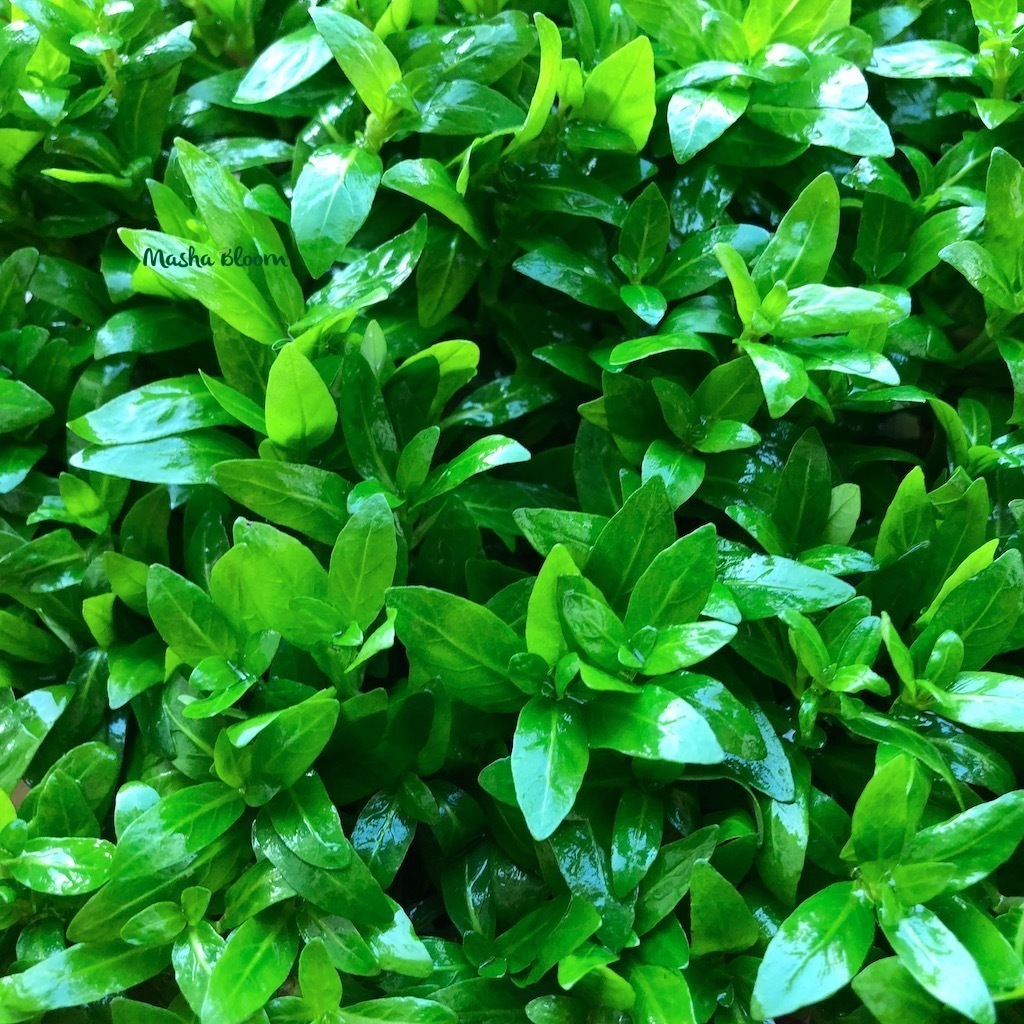 СТАУРОГИН РЕПЕНС