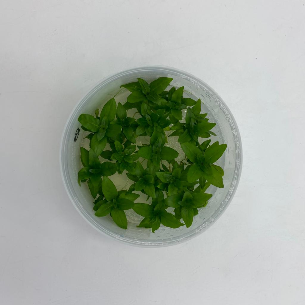 СТАУРОГИН РЕПЕНС меристема