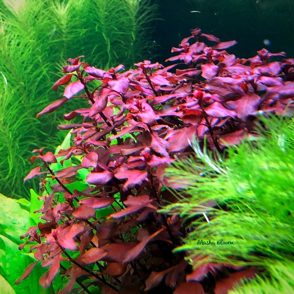 Людвигия супер ред (Ludwigia palustris super red)