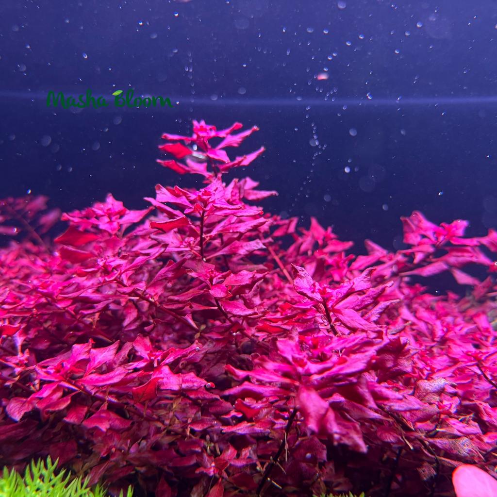 Людвигия супер ред (Ludwigia palustris super red)