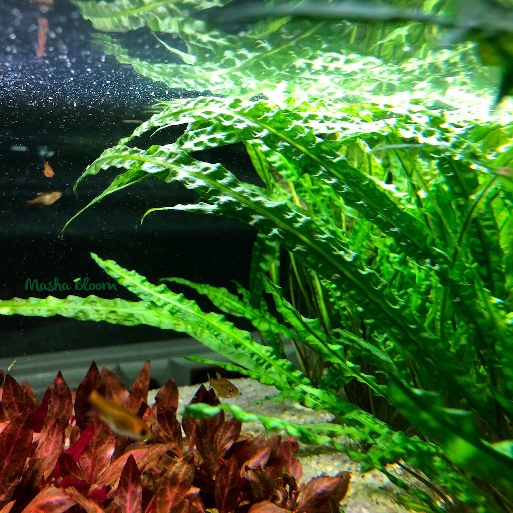 Криптокорина балансе (Cryptocoryne balansae)