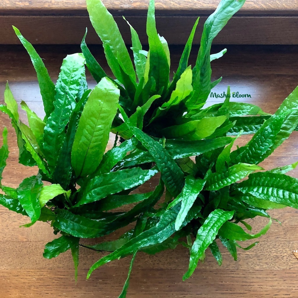 ПАПОРОТНИК ТАИЛАНДСКИЙ в горшке