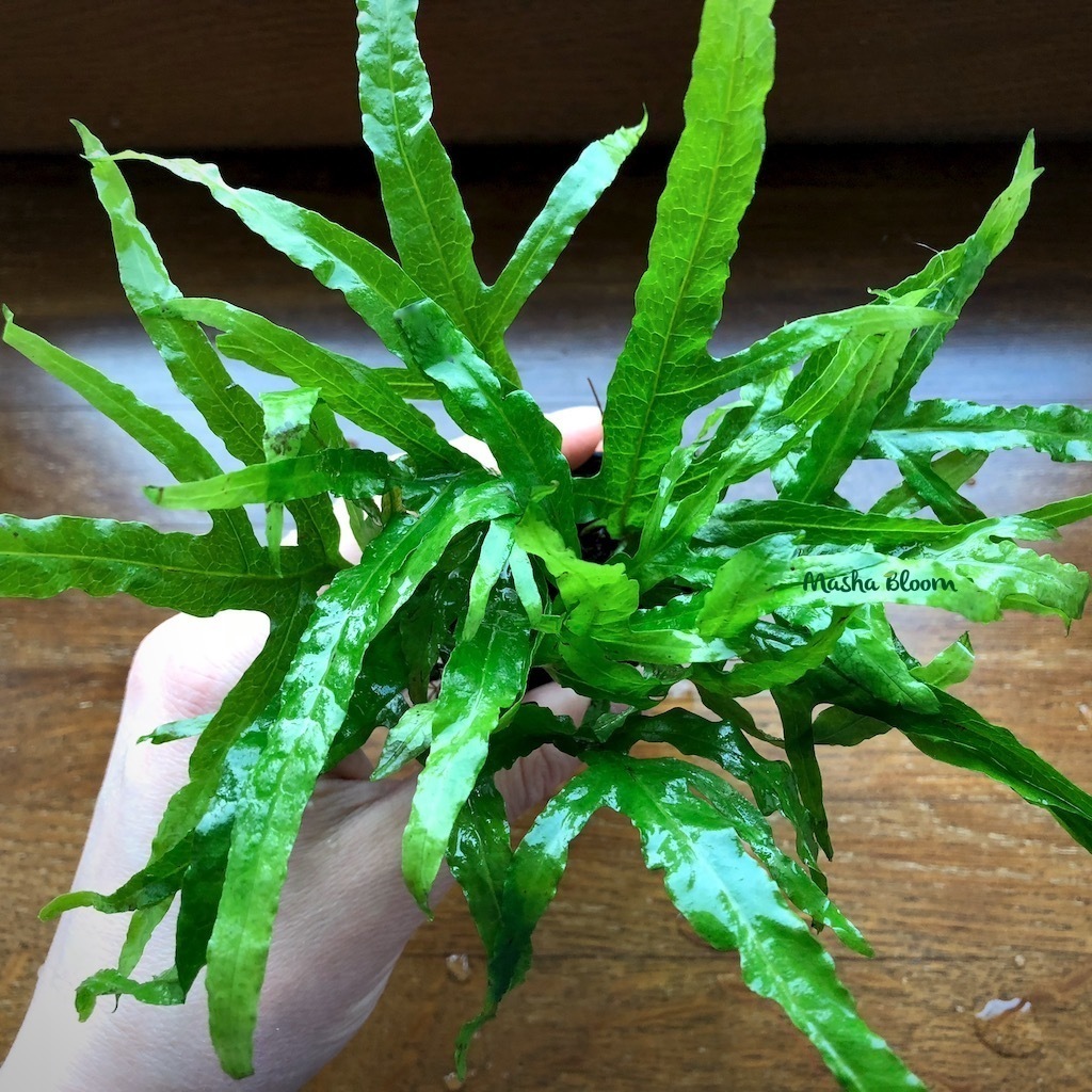 ПАПОРОТНИК КРЫЛОВИДНЫЙ ТРЕЗУБЕЦ