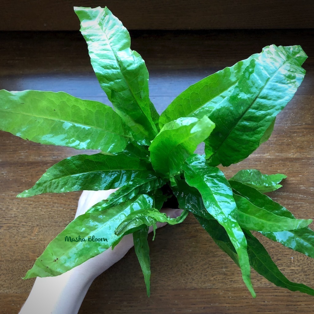 ПАПОРОТНИК ТАЙЛАНДСКИЙ ШИРОКОЛИСТНЫЙ в горшке