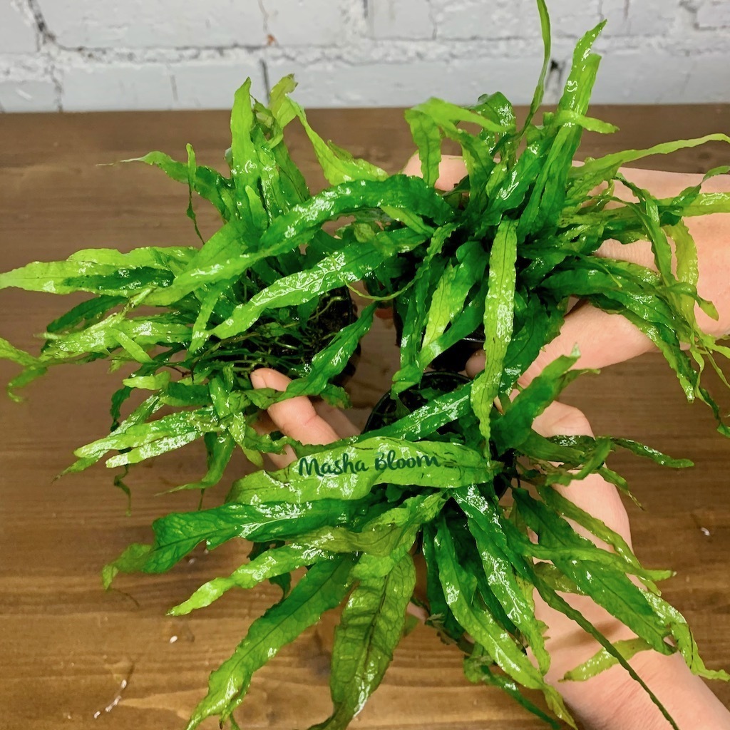 ПАПОРОТНИК ТАИЛАНДСКИЙ УЗКОЛИСТНЫЙ в горшке