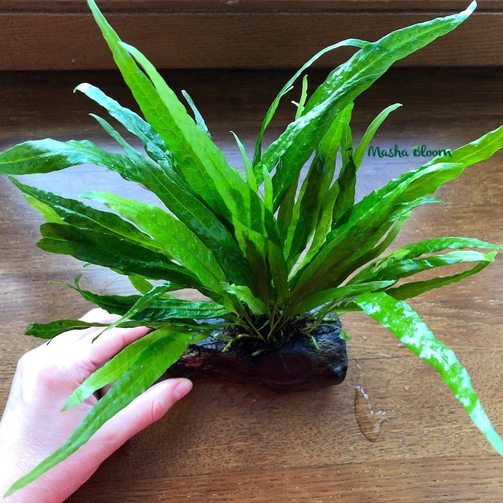 ПАПОРОТНИК ТАИЛАНДСКИЙ на коряге