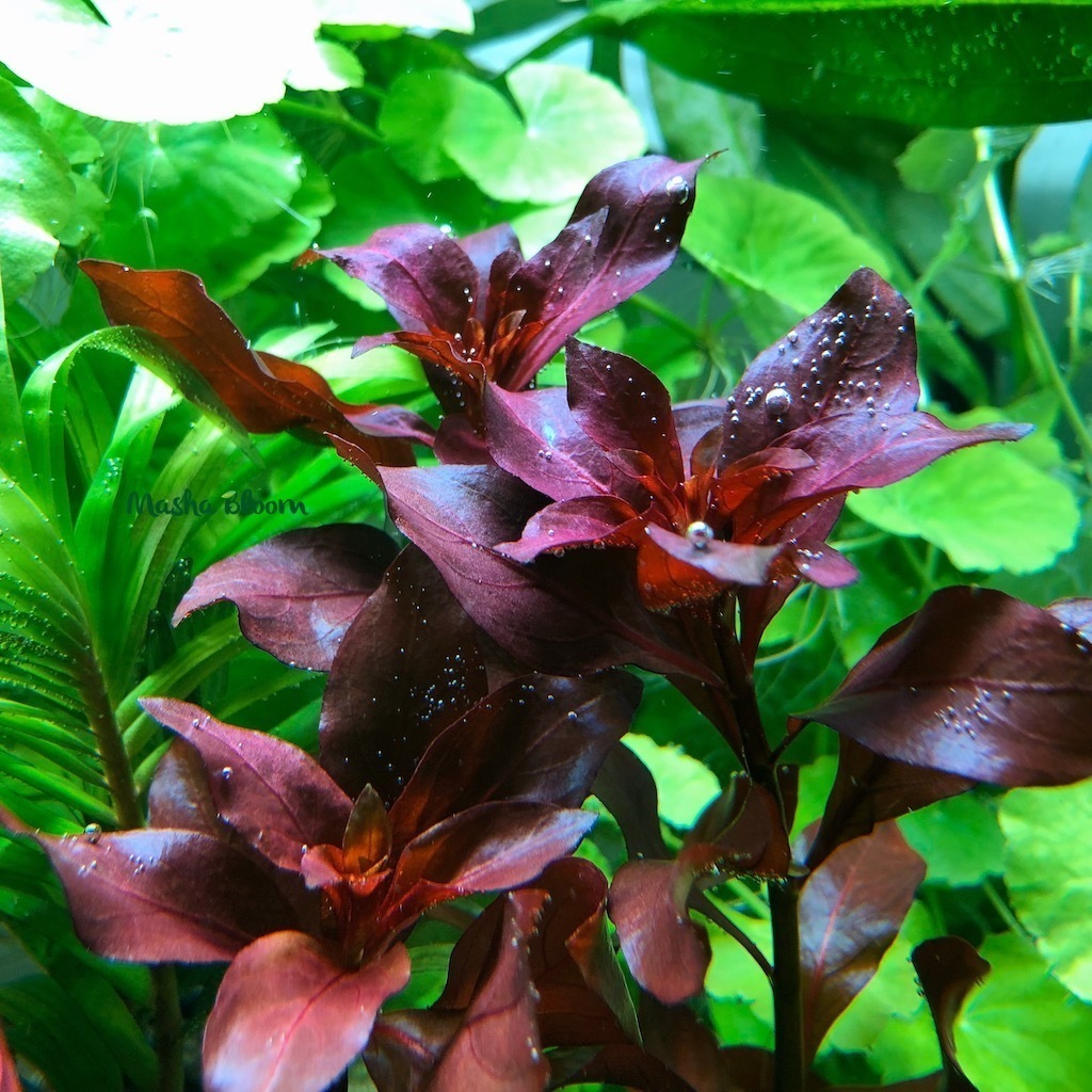 ЛЮДВИГИЯ РЕПЕНС РУБИН (Ludwigia Repens «Rubin»)