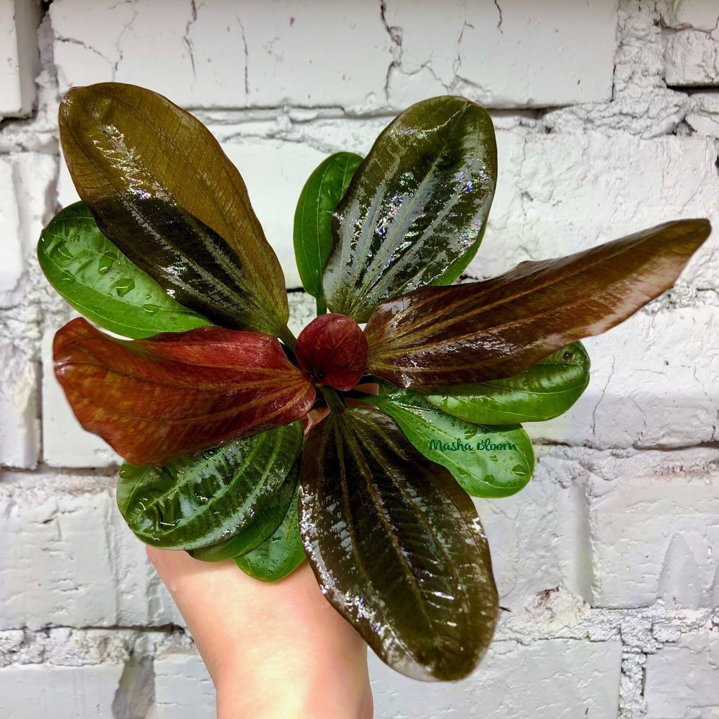 ЭХИНОДОРУС КРАСНЫЙ ЖЕМЧУГ