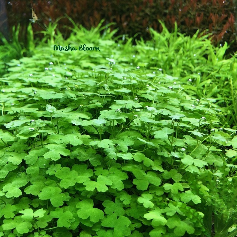 ГИДРОКОТИЛА ТРИПАРТИТА