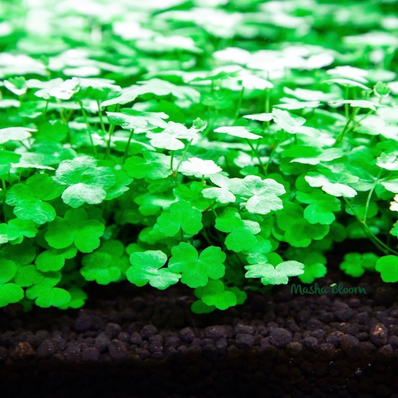 ГИДРОКОТИЛА ТРИПАРТИТА