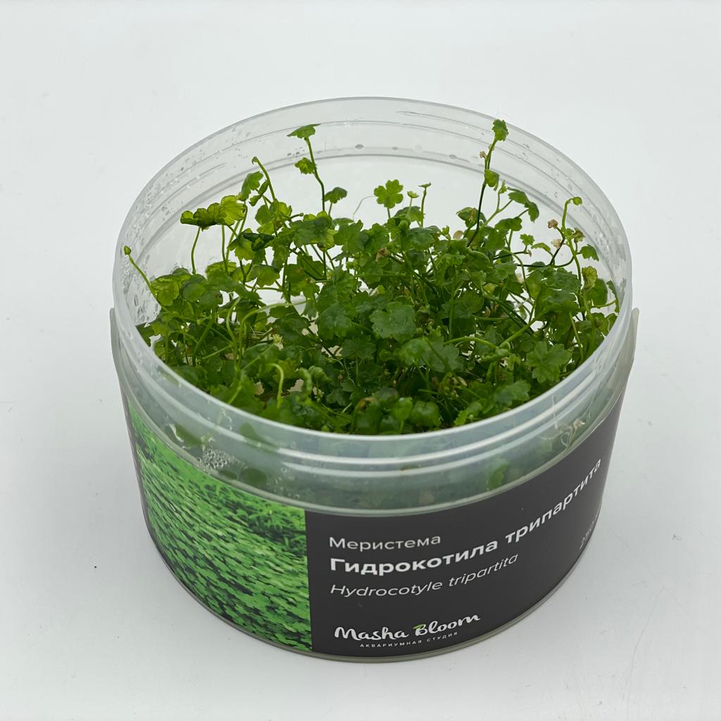 ГИДРОКОТИЛА ТРИПАРТИТА меристема