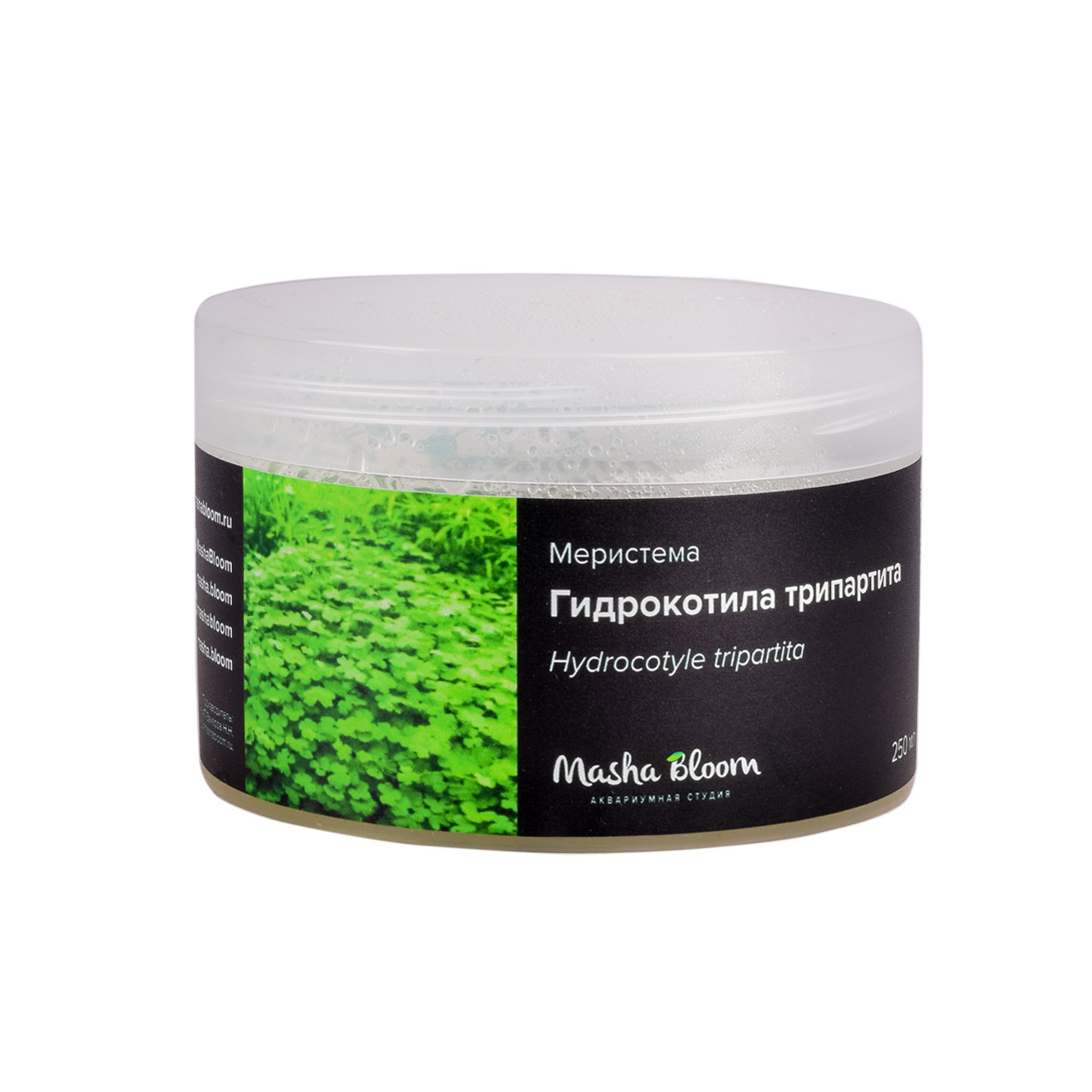 ГИДРОКОТИЛА ТРИПАРТИТА меристема