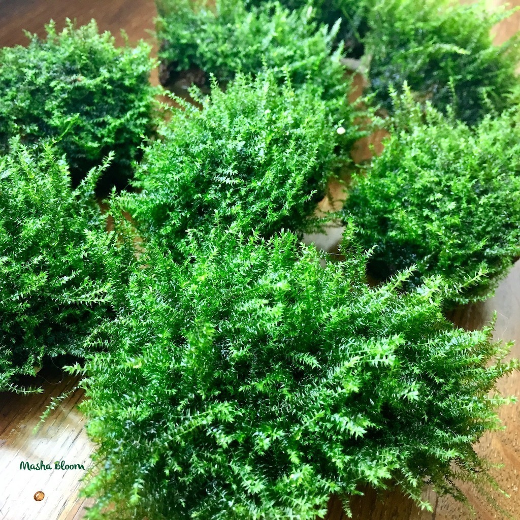 МОХ БАБЛ на лаве