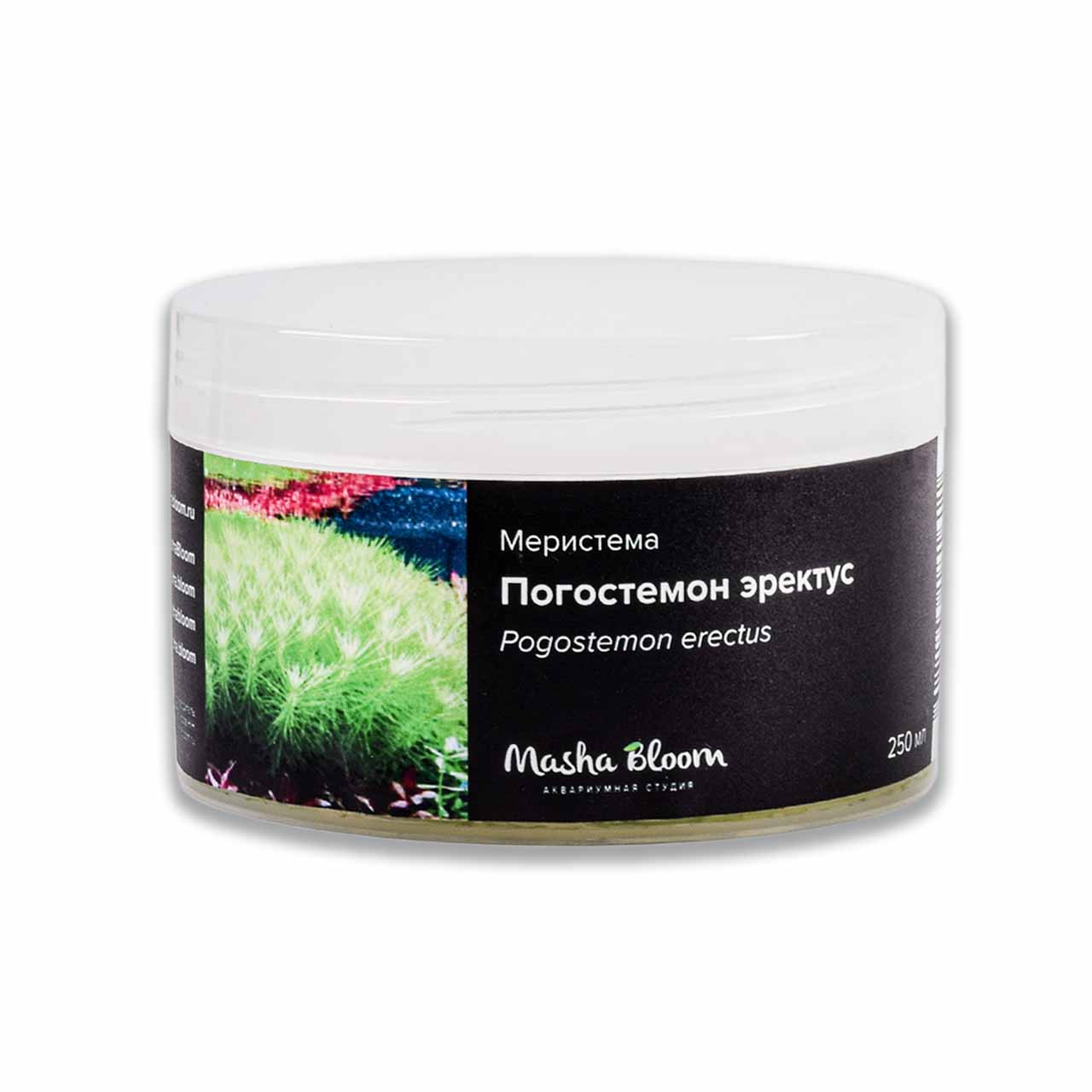 ПОГОСТЕМОН ЭРЕКТУС (Pogostemon erectus) меристема