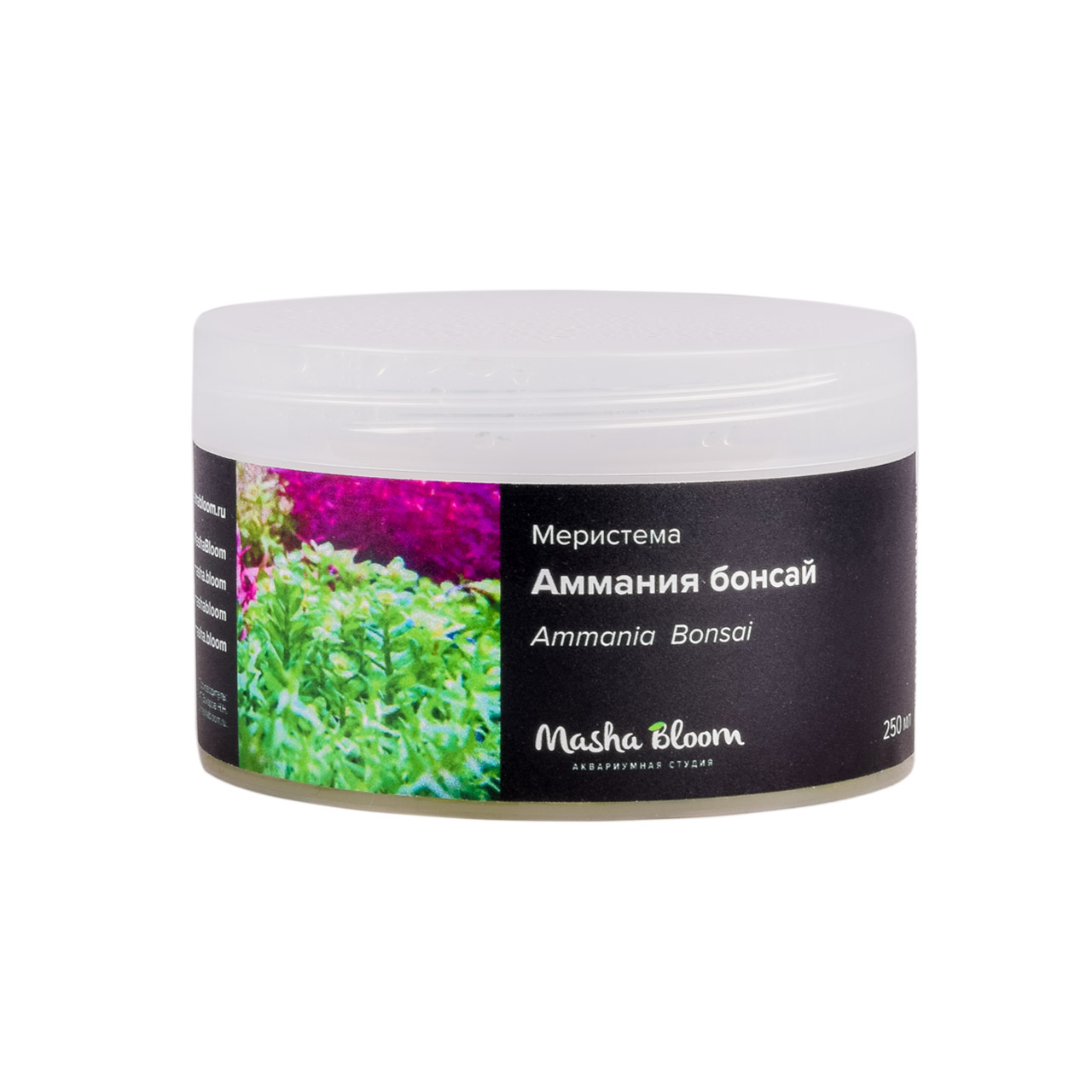 АММАНИЯ БОНСАЙ меристема