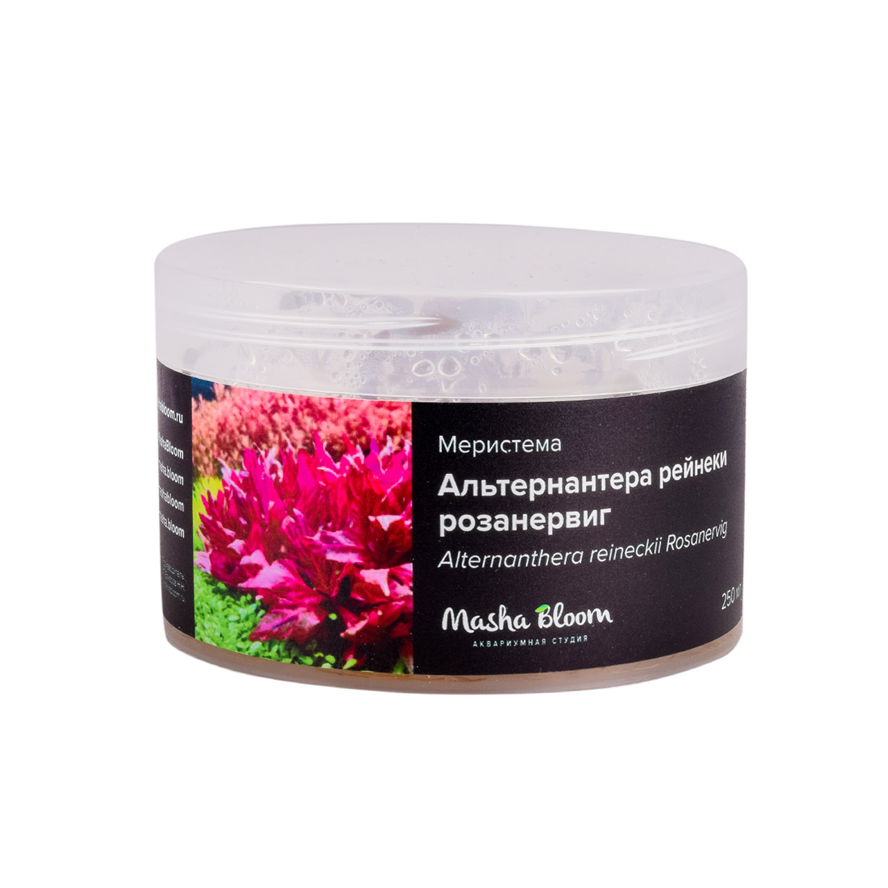 АЛЬТЕРНАНТЕРА РЕЙНЕКИ РОЗАНЕРВИГ меристема