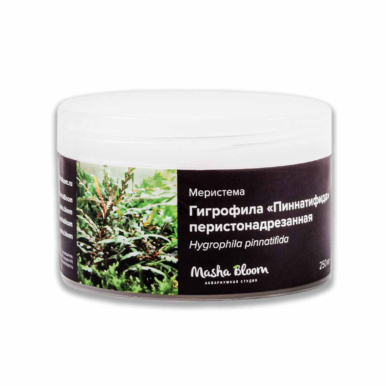 ГИГРОФИЛА ПЕРИСТОНАДРЕЗАННАЯ ПИННАТИФИДА меристема