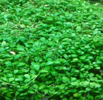 ГЛОССОСТИГМА ПОВОЙНИЧКОВАЯ меристема