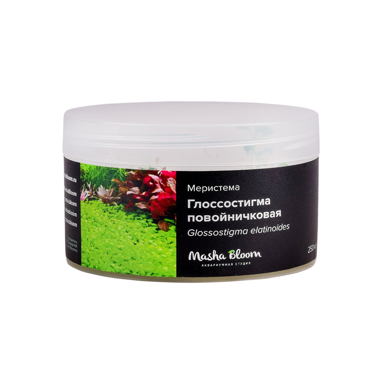 ГЛОССОСТИГМА ПОВОЙНИЧКОВАЯ меристема