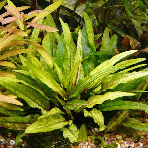 КРИПТОКОРИНА ВЕНДТА ГРИН ГЕККО меристема