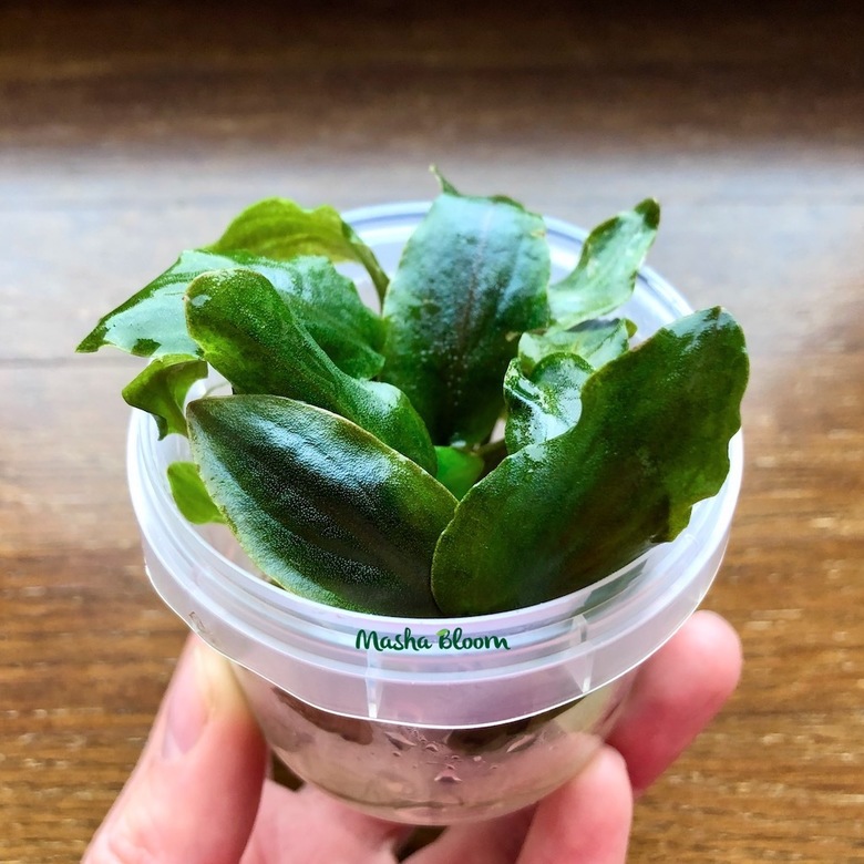 ЛАГЕНАНДРА МЕЕБОЛЬДА КРАСНАЯ меристема