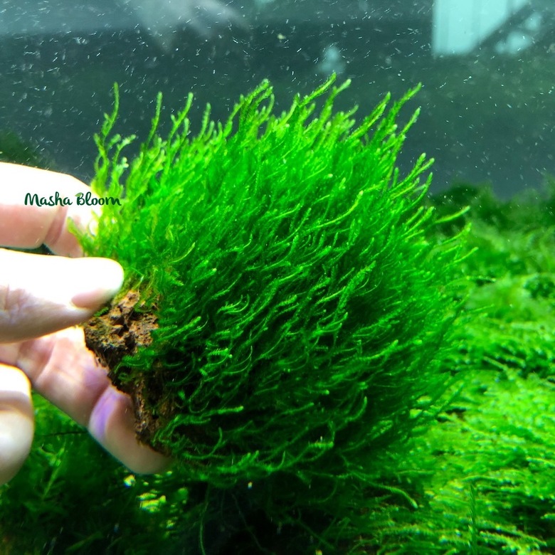 МОХ ФЛЕЙМ (ПЛАМЯ) меристема